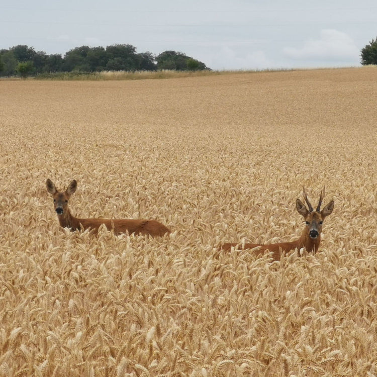 Stalking & Nature Outings